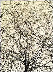 Winter Pattern